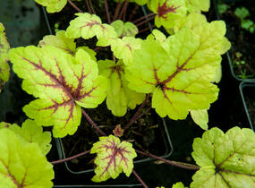 Dlužela tiarelovitá 'Stoplight' - Heucherella tiarelloides 'Stoplight'