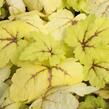 Dlužela tiarelovitá 'Stoplight' - Heucherella tiarelloides 'Stoplight'