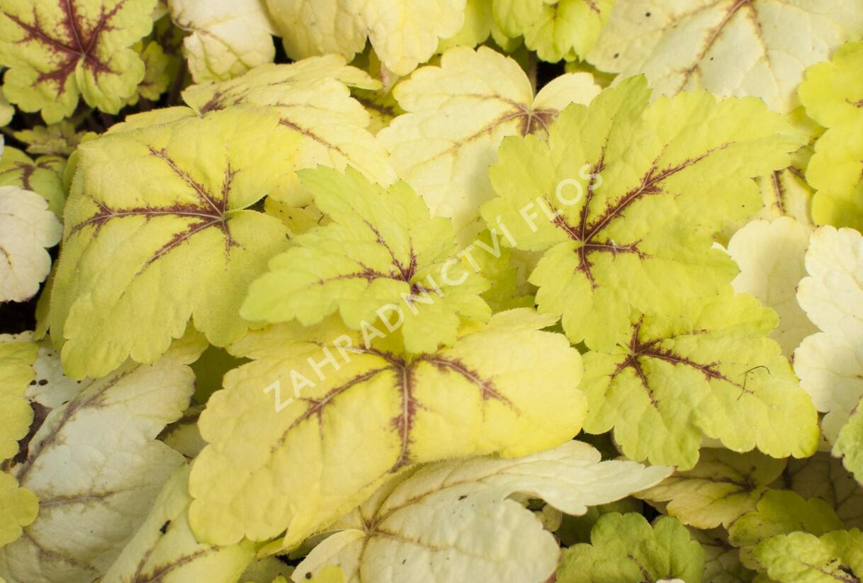 Dlužela tiarelovitá 'Stoplight' - Heucherella tiarelloides 'Stoplight'