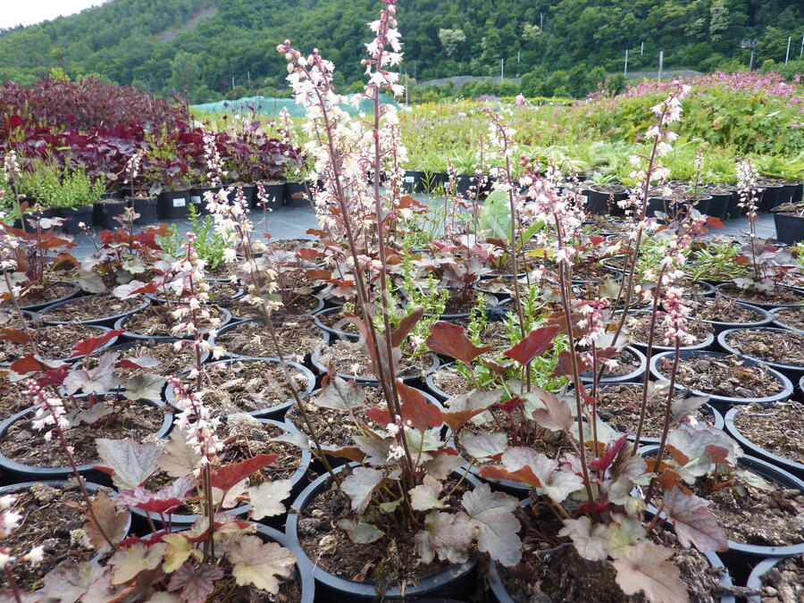 Dlužicha 'Stormy Seas' - Heuchera hybrida 'Stormy Seas'