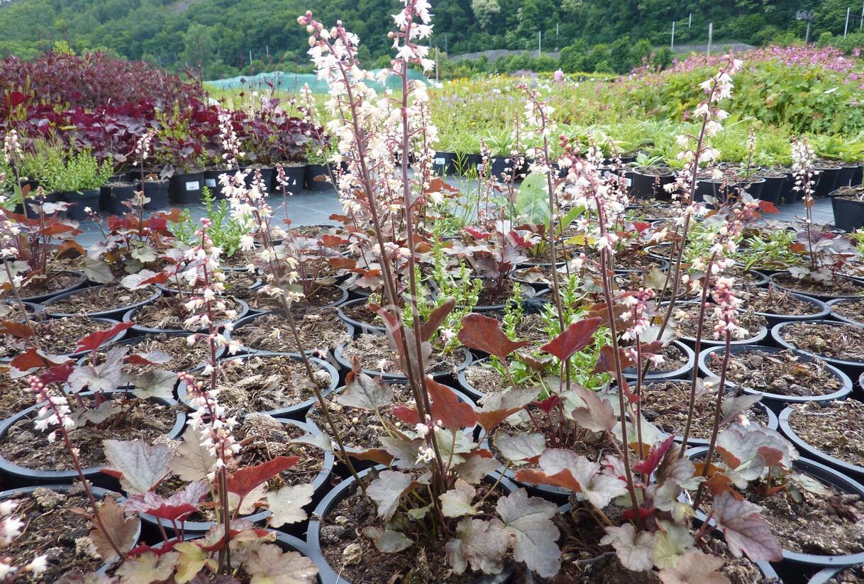 Dlužicha 'Stormy Seas' - Heuchera hybrida 'Stormy Seas'