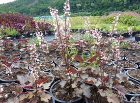 Dlužicha 'Stormy Seas' - Heuchera hybrida 'Stormy Seas'