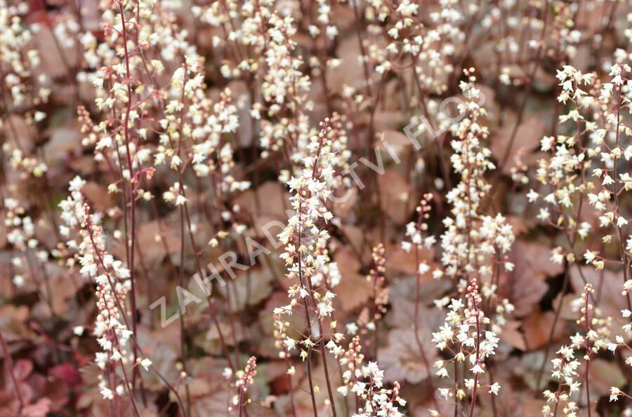 Dlužicha 'Stormy Seas' - Heuchera hybrida 'Stormy Seas'