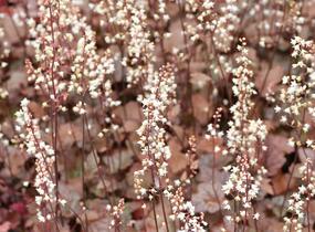 Dlužicha 'Stormy Seas' - Heuchera hybrida 'Stormy Seas'