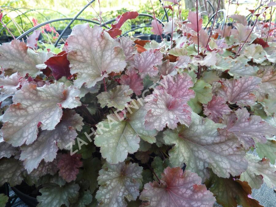 Dlužicha 'Stormy Seas' - Heuchera hybrida 'Stormy Seas'