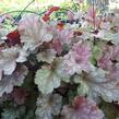 Dlužicha 'Stormy Seas' - Heuchera hybrida 'Stormy Seas'