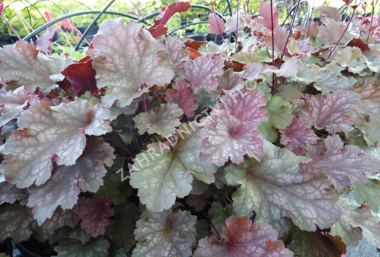 Dlužicha 'Stormy Seas' - Heuchera hybrida 'Stormy Seas'