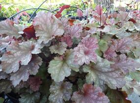 Dlužicha 'Stormy Seas' - Heuchera hybrida 'Stormy Seas'