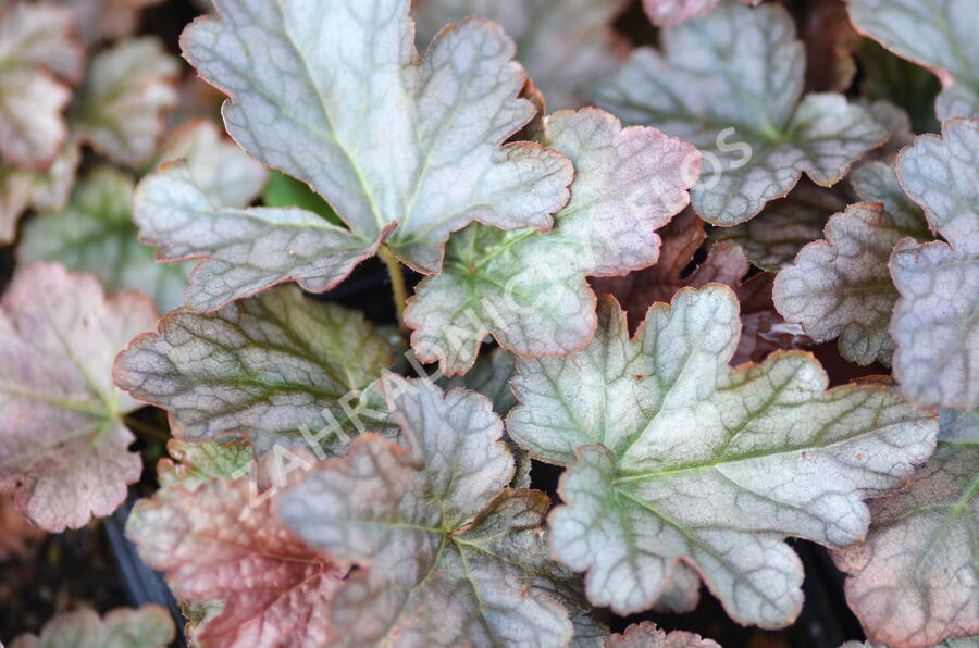 Dlužicha 'Stormy Seas' - Heuchera hybrida 'Stormy Seas'