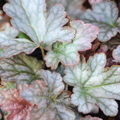 Dlužicha 'Stormy Seas' - Heuchera hybrida 'Stormy Seas'