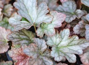 Dlužicha 'Stormy Seas' - Heuchera hybrida 'Stormy Seas'
