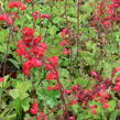 Dlužicha 'Leuchtkäfer' - Heuchera sanguinea 'Leuchtkäfer'
