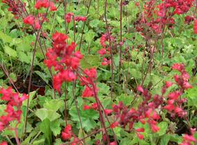 Dlužicha 'Leuchtkäfer' - Heuchera sanguinea 'Leuchtkäfer'