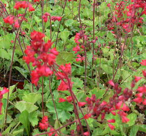 Dlužicha 'Leuchtkäfer' - Heuchera sanguinea 'Leuchtkäfer'