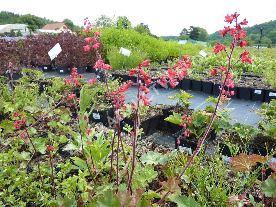 Dlužicha 'Leuchtkäfer' - Heuchera sanguinea 'Leuchtkäfer'