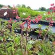 Dlužicha 'Leuchtkäfer' - Heuchera sanguinea 'Leuchtkäfer'