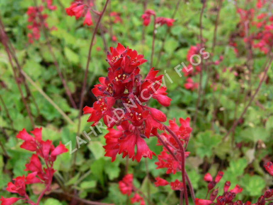 Dlužicha 'Leuchtkäfer' - Heuchera sanguinea 'Leuchtkäfer'