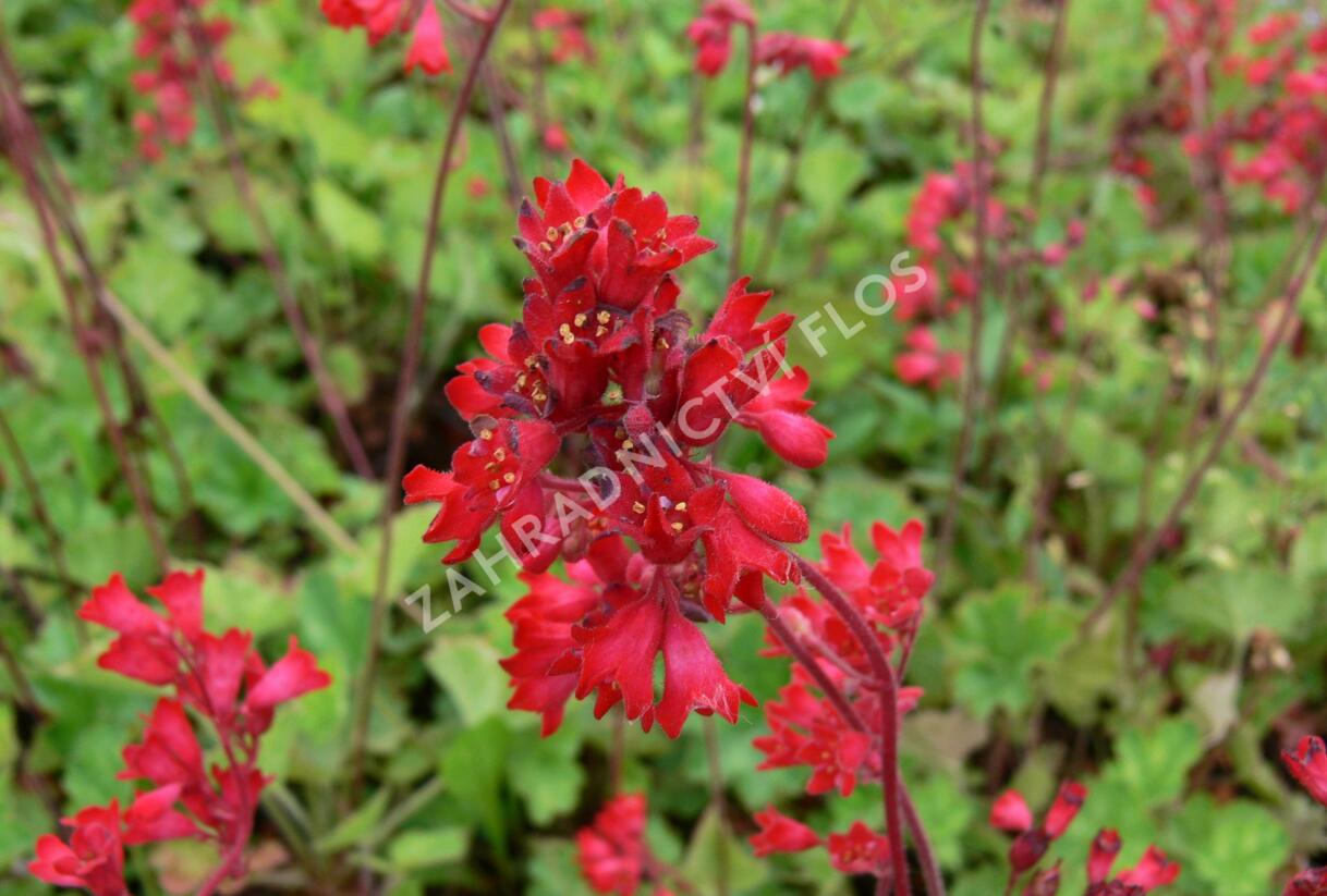 Dlužicha 'Leuchtkäfer' - Heuchera sanguinea 'Leuchtkäfer'
