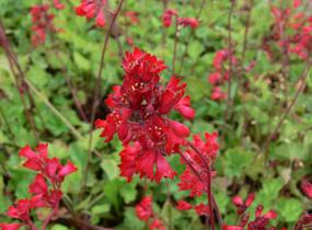 Dlužicha 'Leuchtkäfer' - Heuchera sanguinea 'Leuchtkäfer'