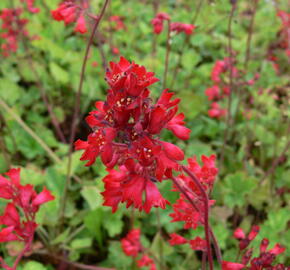 Dlužicha 'Leuchtkäfer' - Heuchera sanguinea 'Leuchtkäfer'