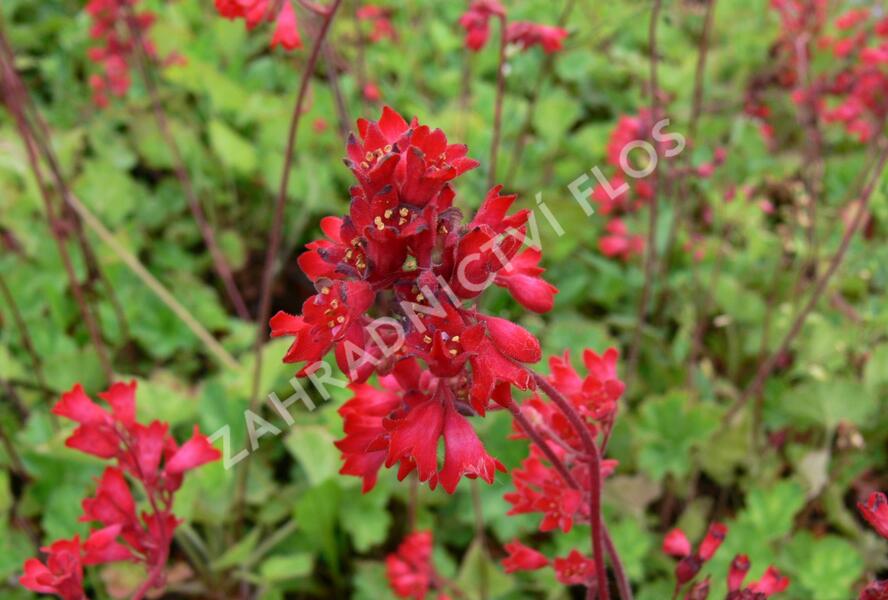 Dlužicha 'Leuchtkäfer' - Heuchera sanguinea 'Leuchtkäfer'