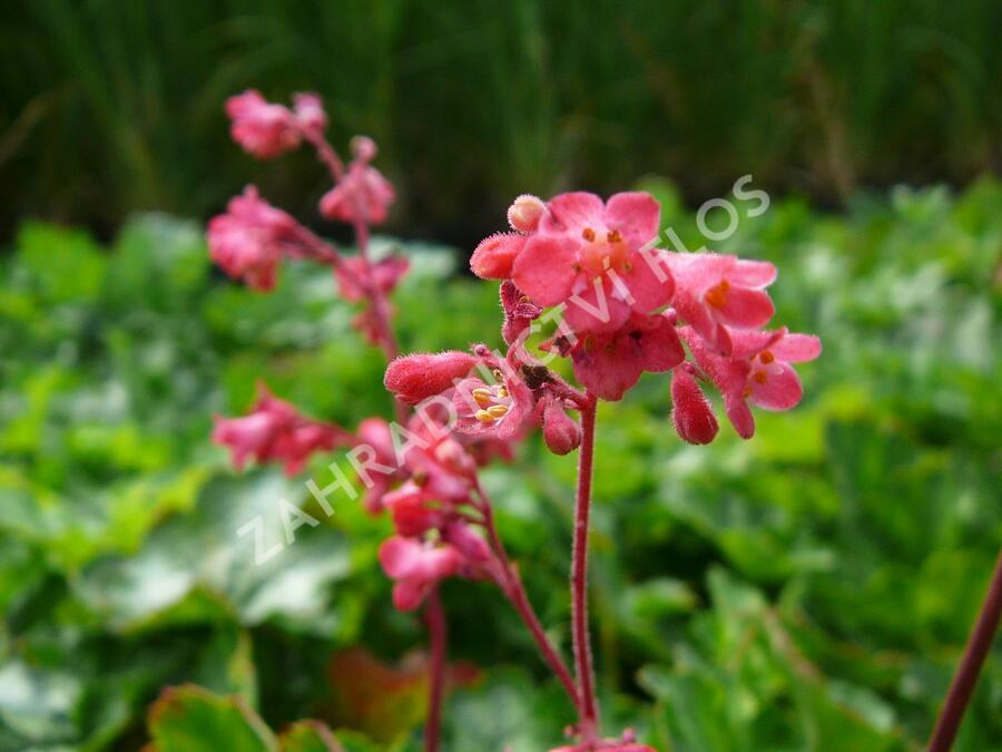 Dlužicha 'Leuchtkäfer' - Heuchera sanguinea 'Leuchtkäfer'