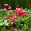 Dlužicha 'Leuchtkäfer' - Heuchera sanguinea 'Leuchtkäfer'