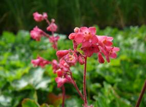 Dlužicha 'Leuchtkäfer' - Heuchera sanguinea 'Leuchtkäfer'