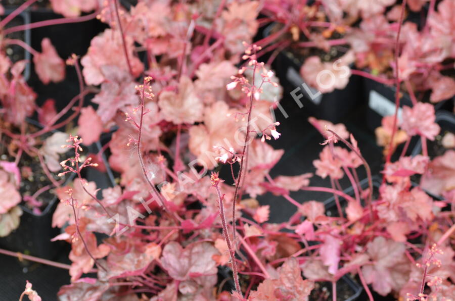 Dlužicha 'Regina' - Heuchera 'Regina'