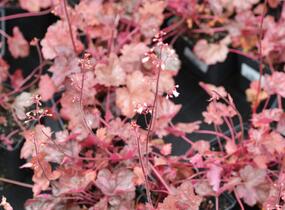 Dlužicha 'Regina' - Heuchera hybrida 'Regina'