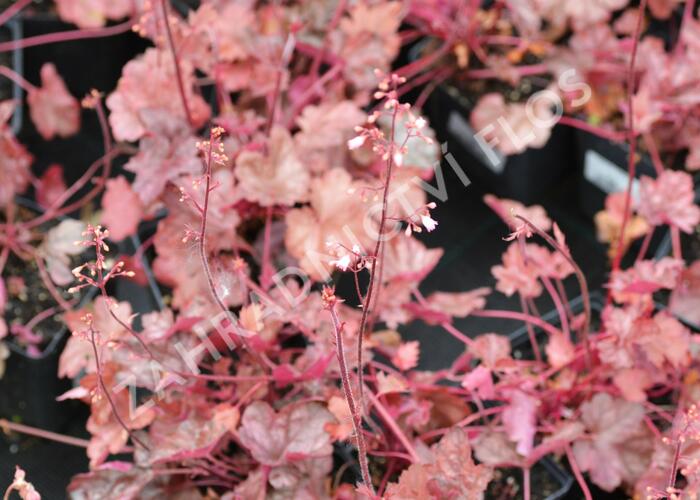 Dlužicha 'Regina' - Heuchera 'Regina'