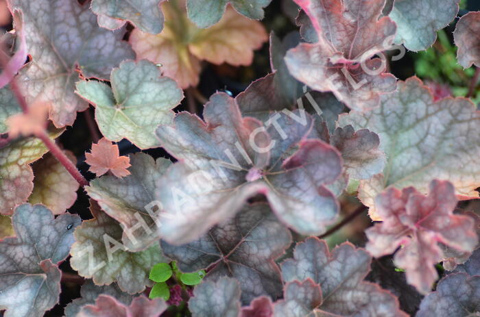 Dlužicha 'Regina' - Heuchera hybrida 'Regina'