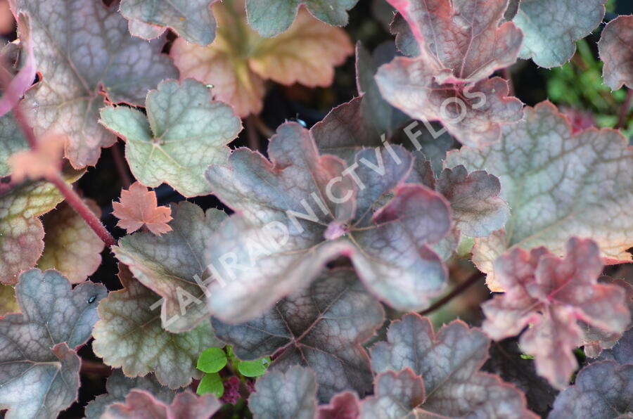 Dlužicha 'Regina' - Heuchera hybrida 'Regina'