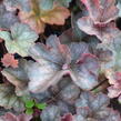 Dlužicha 'Regina' - Heuchera hybrida 'Regina'