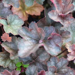 Dlužicha 'Regina' - Heuchera hybrida 'Regina'