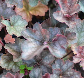 Dlužicha 'Regina' - Heuchera hybrida 'Regina'