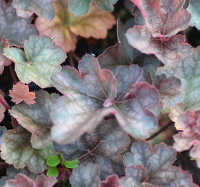 Dlužicha 'Regina' - Heuchera 'Regina'