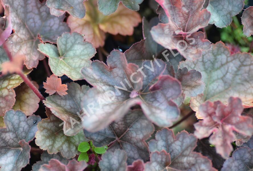 Dlužicha 'Regina' - Heuchera hybrida 'Regina'