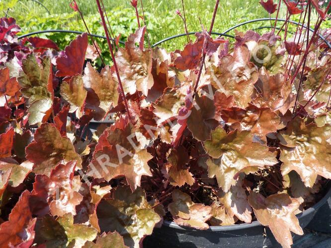 Dlužicha 'Rachel' - Heuchera 'Rachel'