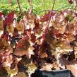 Dlužicha 'Rachel' - Heuchera hybrida 'Rachel'