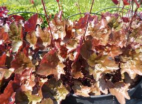 Dlužicha 'Rachel' - Heuchera hybrida 'Rachel'