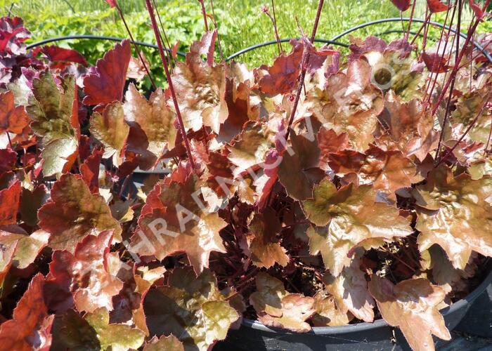 Dlužicha 'Rachel' - Heuchera 'Rachel'