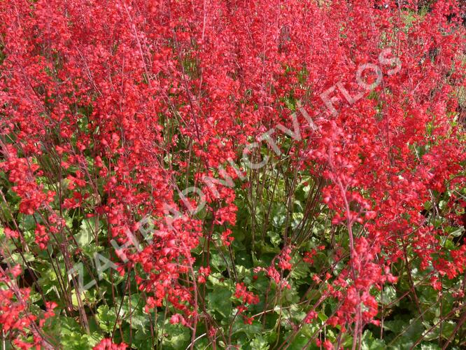 Dlužicha 'Scarlet Red' - Heuchera sanguinea 'Scarlet Red'