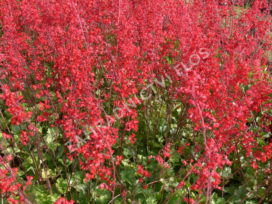 Dlužicha 'Scarlet Red' - Heuchera sanguinea 'Scarlet Red'