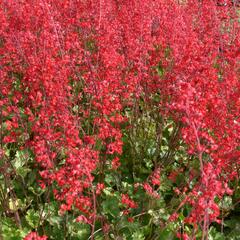 Dlužicha 'Scarlet Red' - Heuchera sanguinea 'Scarlet Red'