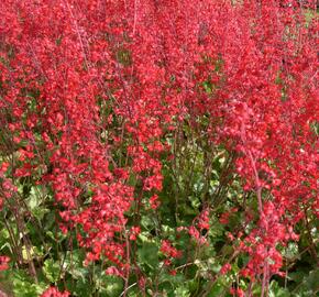 Dlužicha 'Scarlet Red' - Heuchera sanguinea 'Scarlet Red'