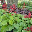 Dlužicha 'Scarlet Red' - Heuchera sanguinea 'Scarlet Red'