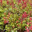 Dlužicha 'Scarlet Red' - Heuchera sanguinea 'Scarlet Red'