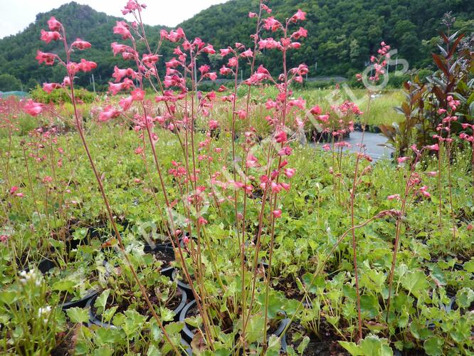 Dlužicha 'Pluie de Feu' - Heuchera brizoides 'Pluie de Feu'