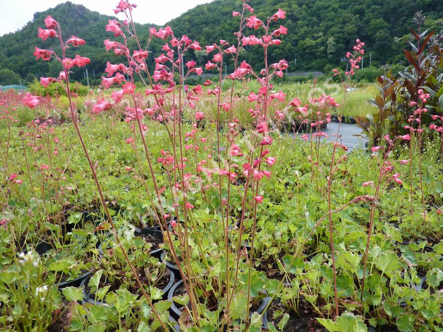 Dlužicha 'Pluie de Feu' - Heuchera brizoides 'Pluie de Feu'